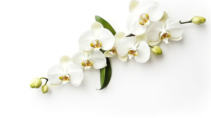 Wall Mural - White orchid isolated on white background.Generative Ai.