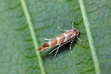 Horse Chestnut Leaf-miner (Cameraria Ohridella), A Tiny Orange Micro-moth And Pest, Sitting On The Trunk Of Horse-chestnut Leaf.