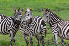 Three African Zebras At Close Range In Kenya