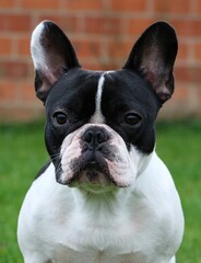 Wall Mural - head portrait of a black and white french bulldog in the garden