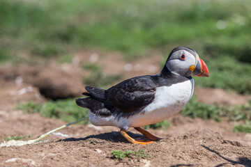 puffin poop - puffin taking a poo on the cliffs
