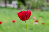 Fototapeta Tulipany - Red tulip. Spring flowers. Flowers in Holland. Growing flowers for sale.