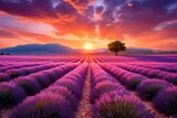Fototapeta  - Beautiful landscape of lavender field with setting sun and orange sky
