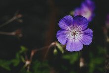 Géranium Jolie Fleur Mauve Dans La Forêt Par Un Temps Ensoleillé