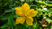 Cheerful Vivid Five Petal Yellow Flower On Gradient Background