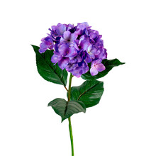 Pink Blue Violet Multi-colored Hydrangea Flowers, Png Isolated On Transparent Background. Branches With Lush Rhododendron Flowers