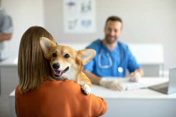 Cute corgi dog looking to the camera while being held by his owner at the vet clinic, selective focus, copy space. Pet health care concept