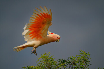 Wall Mural - major mitchells cockatoo - lophochroa leadbeateri also leadbeater's or pink cockatoo, medium-sized c