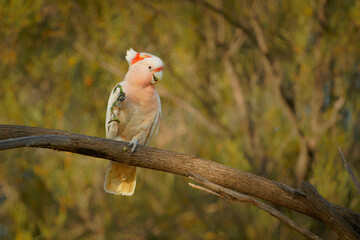 Wall Mural - major mitchells cockatoo - lophochroa leadbeateri also leadbeater's or pink cockatoo, medium-sized c