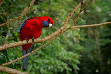 Wall Mural - crimson rosella - platycercus elegans a parrot native to eastern and south eastern australia, introd