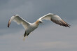 Northern Gannet (Morus bassanus)  flying over the North Sea