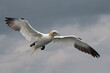 Northern Gannet (Morus bassanus)  flying over the North Sea