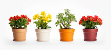 Colourful Flower Pots On A White Background