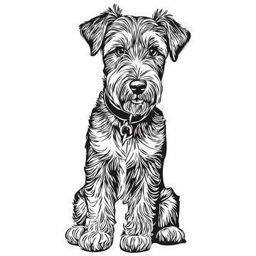 Lakeland Terrier dog silhouette pet character, clip art vector pets drawing black and white realistic breed pet