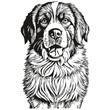 Saint Bernard dog cartoon face ink portrait, black and white sketch drawing, tshirt print realistic breed pet
