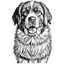 Saint Bernard Dog Cartoon Face Ink Portrait, Black And White Sketch Drawing, Tshirt Print Realistic Breed Pet