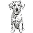 Sealyham Terrier dog breed line drawing, clip art animal hand drawing vector black and white realistic breed pet