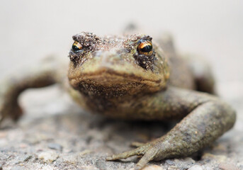 a frog in danger on the road covered in sand