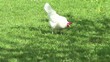 glückliche Hühner Hahn und Hennen auf einer Wiese.