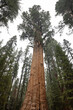 A giant sequoia in a grove of tall trees at Sequoia National Park in California, one of the world's largest trees