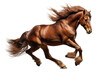 Beautiful brown horses running at high speed over isolated transparent background