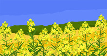 Canola Field. Yellow Rapeseed Sprigs. Rape Plants With Colza Or Mustard Buds. Vector Isolated Illustration Of Yellow Flowers.