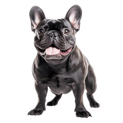 french bulldog isolated on transparent background