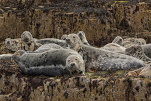 A Harem Of Female Seals Sunbathing On The Rocks