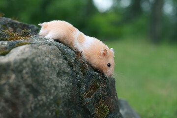 Wall Mural - Cute fluffy hamster walking on a rock in the wild
