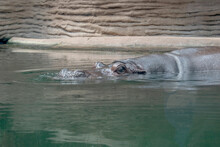 Hippo Splash: A Regular Hippopotamus Enjoying A Swim In A Pool