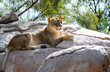 Over the pride of other lions, a huge lioness was relaxing on some rocks.