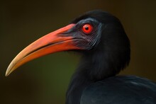Close Up Of A Bird With A Striking Red Eye. Generative AI