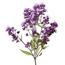Statice Limonium Flowers On Transparent Background, Png File, Isolated, White Background With Generative Ai