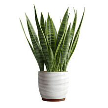 Snake Plant Sansevieria Flowers On Transparent Background, Png File, Isolated, White Background With Generative Ai
