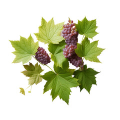 Wall Mural - grape leaves on transparent background, png file, isolated, white background with generative ai