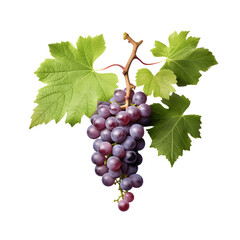 Wall Mural - grape ivy flowers on transparent background, png file, isolated, white background with generative ai