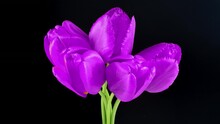 Beautiful Bouquet Of Blue, Purple Tulips On A Black Background. Timelapse Of Blue,purple Tulip Flowers Opening. Springtime. Mother's Day, Holiday, Love, Birthday, Easter Background