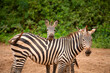 funny zebras playing in their natural environment
