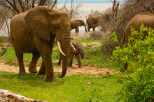 Big Elephants And Baby Walking Through Maniara National Park