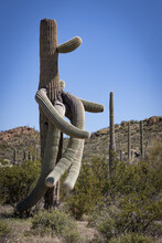 Humorous Human Shaped Saguaro Cactus With A Face Nose And Many Arms In The Arizona Desert