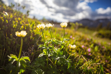 Wall Mural - Mountains meadow