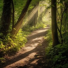A Peaceful Forest Path Dappled With Sunlight Inviting Contemplation And A Connection With Nature Generative AI