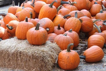pumpkin patch
