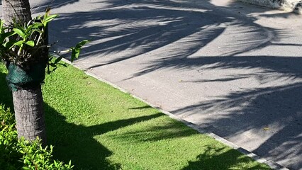 Wall Mural - close up the motion of shadow palm leave tree on grey road background, slow motion scene