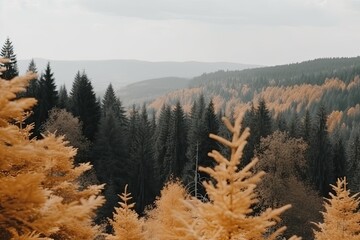 Poster - dense forest with towering trees