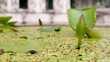 Nymphaea nouchali is an aquatic flowering plant that grows from rhizomes or tubers rooted under the water. Also known as Blue Lotus, Star Lotus, Red and Blue Water Lily, Blue Star Water Lily.