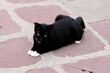 Domestic black Cat  on cement ground in  Bangkok at Thailand