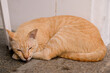 Domestic orange Cat sleep on cement  at  Bangkok.