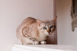 Domestic tabby Cat  on white wall in  Bangkok at Thailand