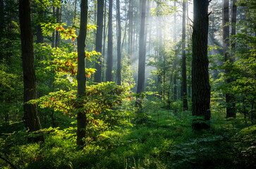 Wall Mural - Beautiful sunny morning in green forest